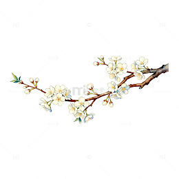 手绘梅花枝条花卉插画素材