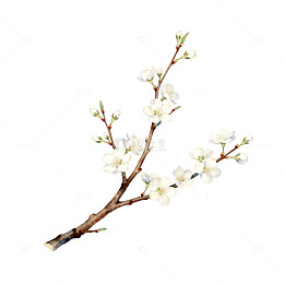 水彩花卉插画桃花枝