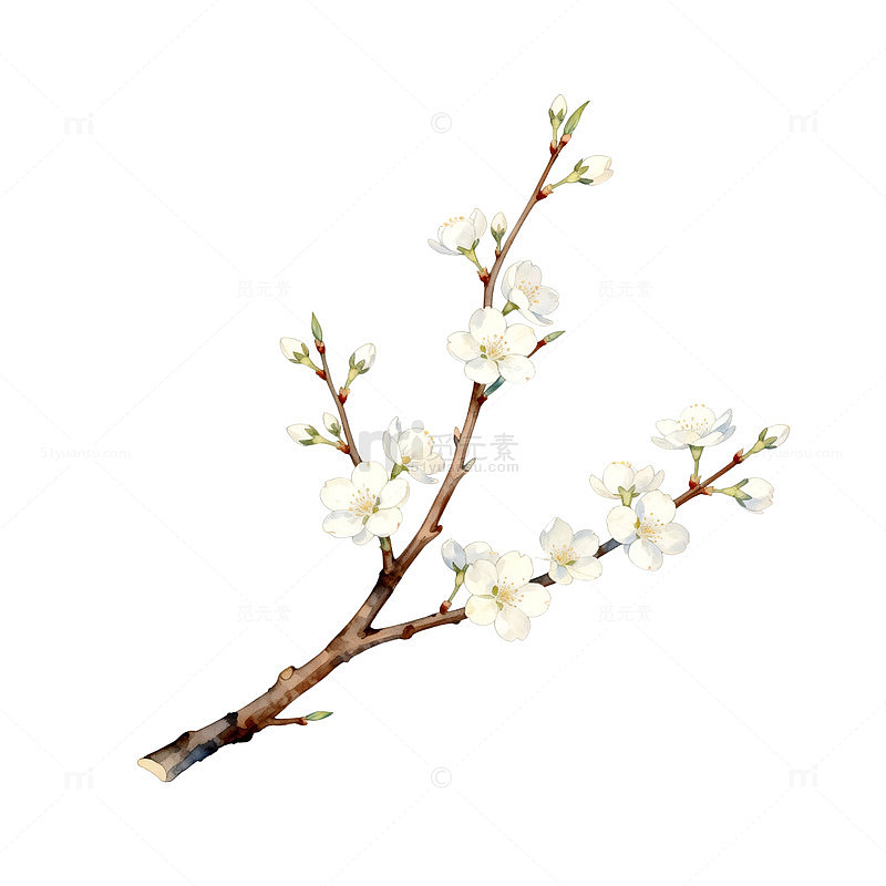 水彩花卉插画桃花枝