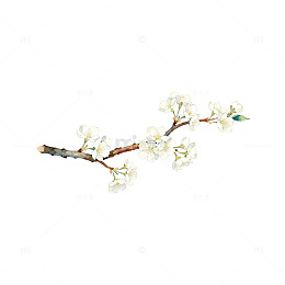 水彩花卉树枝插画