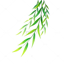 水彩柳枝春天清新元素设计素材