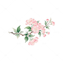 水彩樱花盛开艺术插画