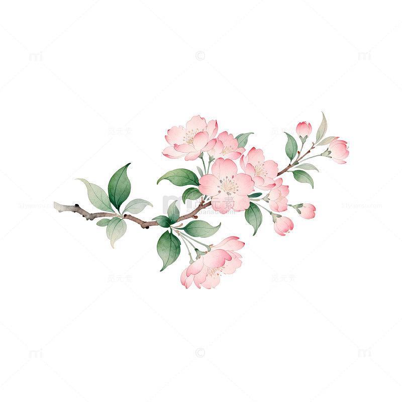 水彩樱花盛开艺术插画