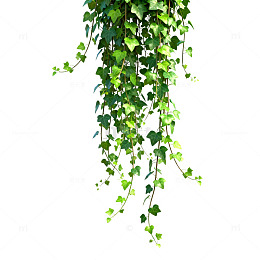 清新绿植藤蔓装饰设计素材