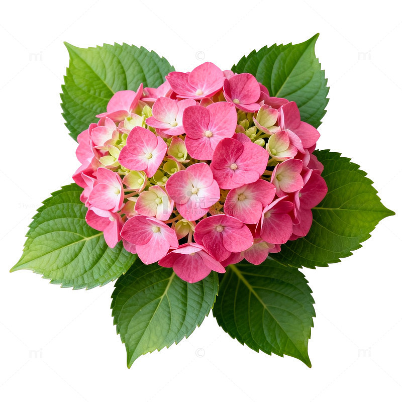 绣球花特写花卉片