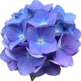 绣球花盛开花卉特写
