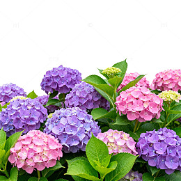 绣球花盛开壁纸