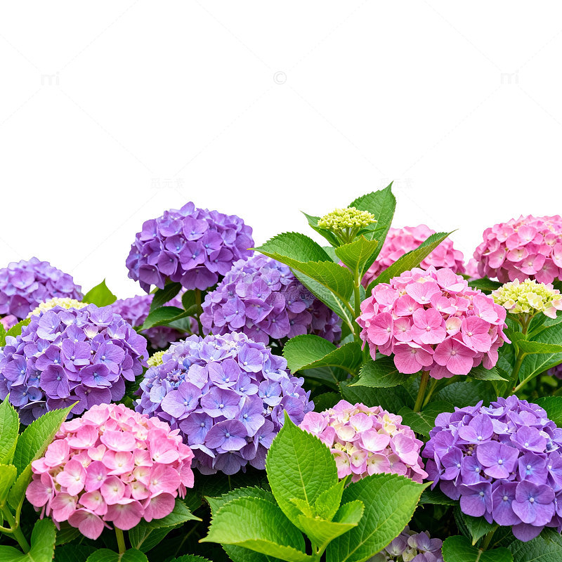 绣球花盛开壁纸