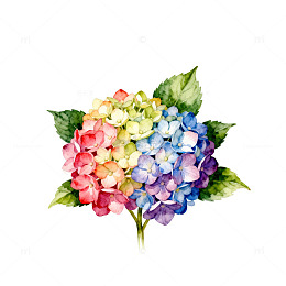 水彩绣球花插画