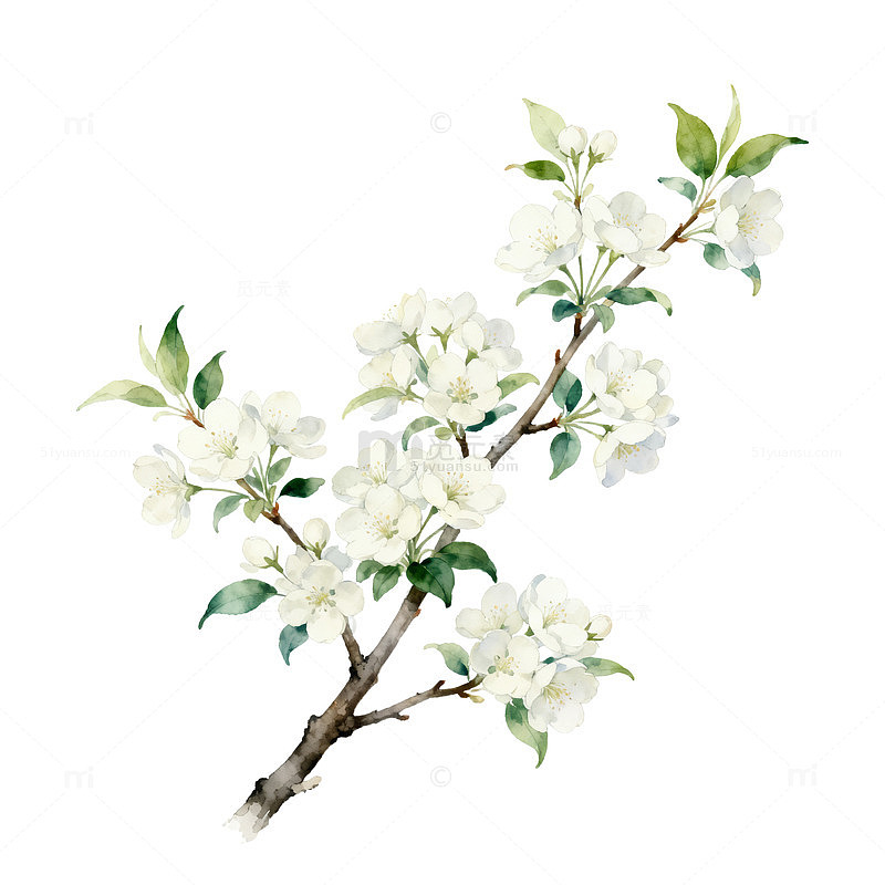 水彩花卉植物插画