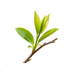 新生嫩芽植物