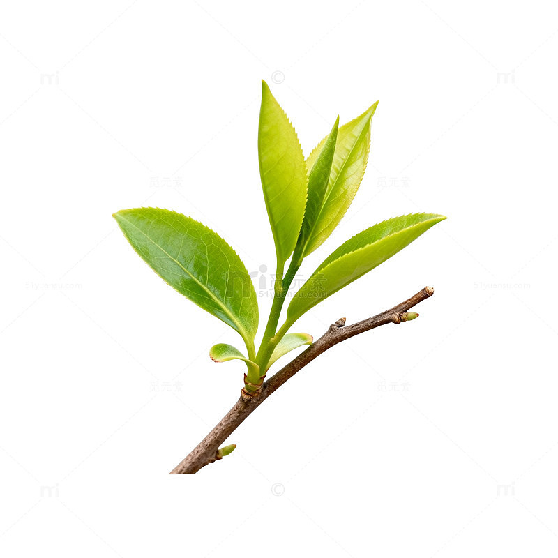 新生嫩芽植物
