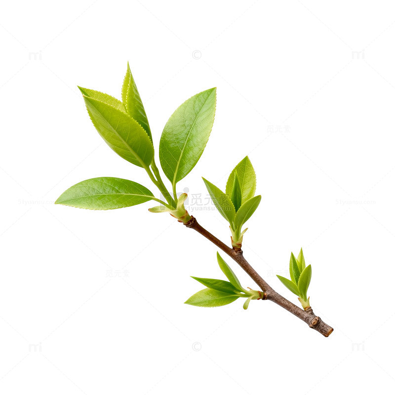 春季嫩芽生长绿植