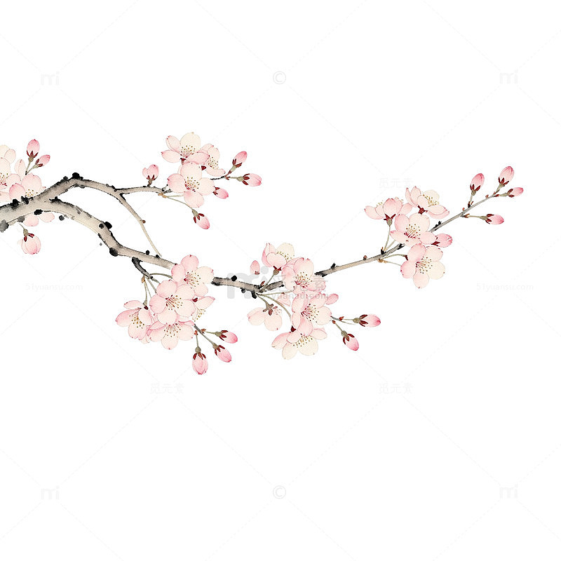 樱花盛开水墨画
