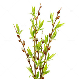 早春柳枝嫩绿新叶植物图