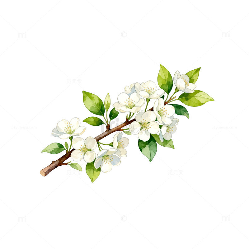 水彩春季花卉插图