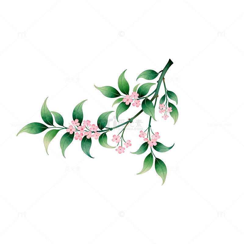 水彩花卉插画