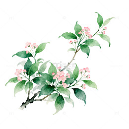 水彩花卉植物插画