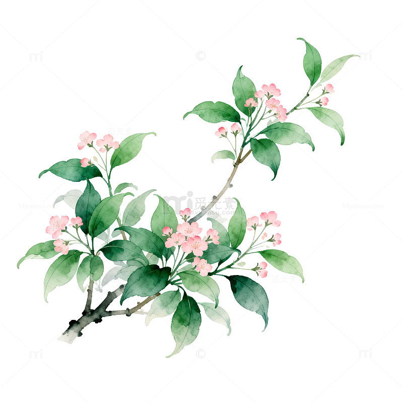 水彩花卉植物插画