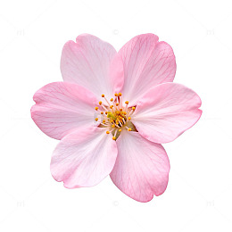 清新樱花特写片