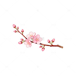 水彩樱花插画素材