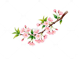 春天樱花插画素材