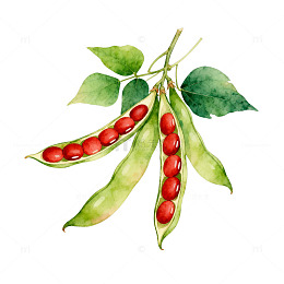 水彩豆荚植物插画素材