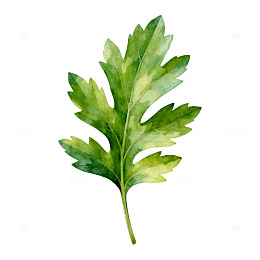 水彩绿叶植物插画