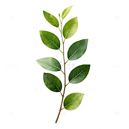 清新绿叶植物插画素材