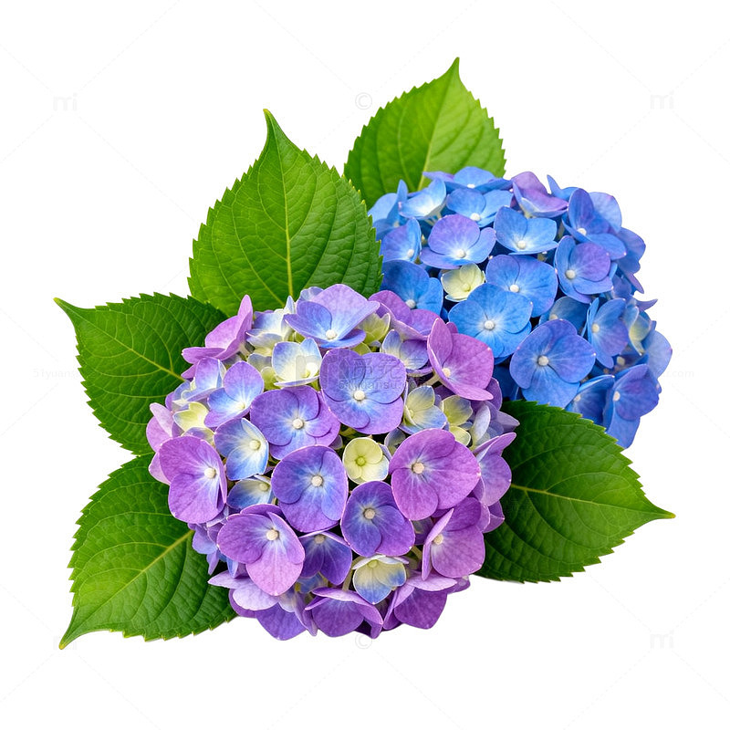 绣球花盛开绿叶相伴