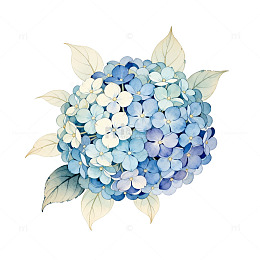 绣球花水彩画花卉插画素材