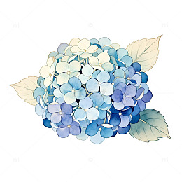 水彩绣球花插画设计素材