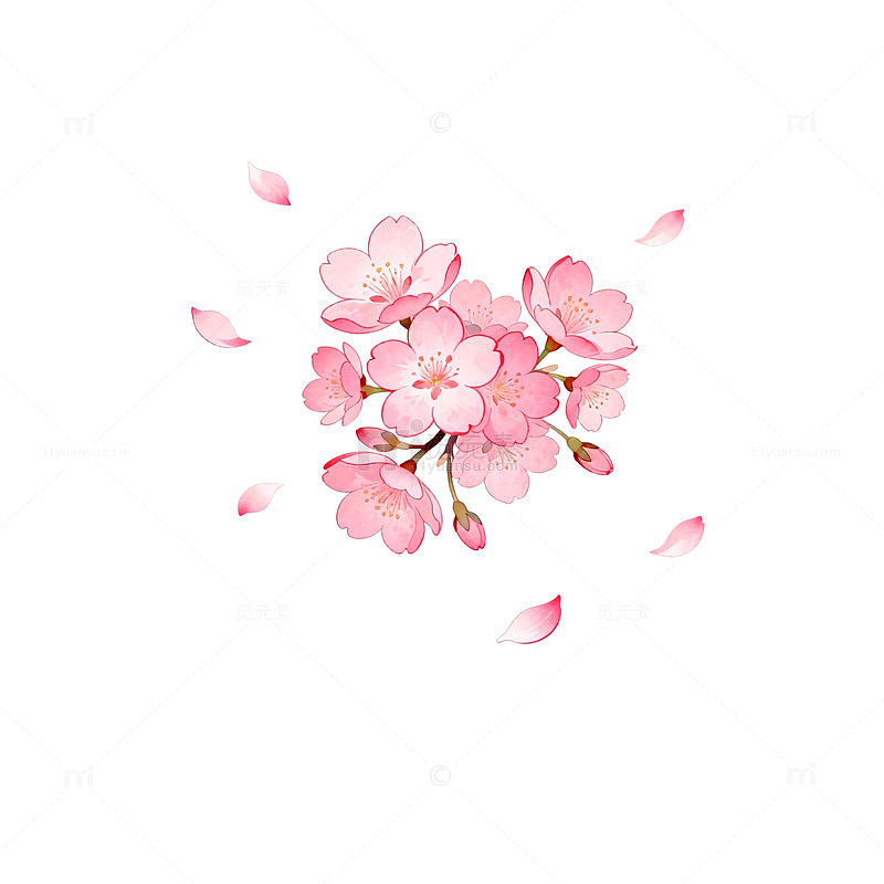 水彩樱花飘落插画