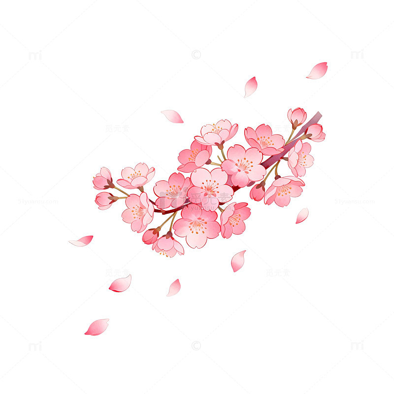 水彩樱花绽放插画设计元素