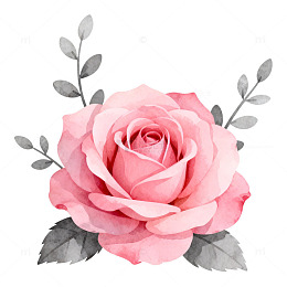 水彩粉红玫瑰花卉图案装饰插画