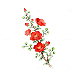 水彩红花植物插画