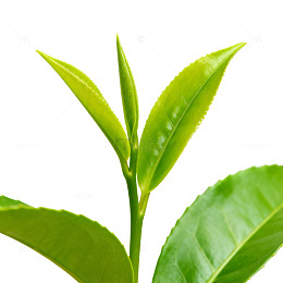 鲜绿茶叶特写