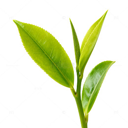 嫩绿茶叶特写