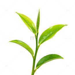 绿茶嫩芽特写素材
