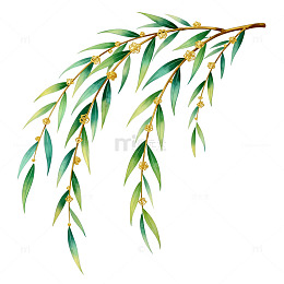 水彩柳枝花卉装饰插画