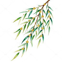 水彩柳枝花卉装饰图案