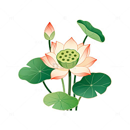 手绘荷花矢量图