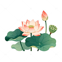 淡雅荷花矢量插画