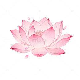 粉色荷花水彩画