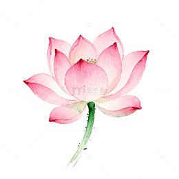水彩荷花绽放设计素材