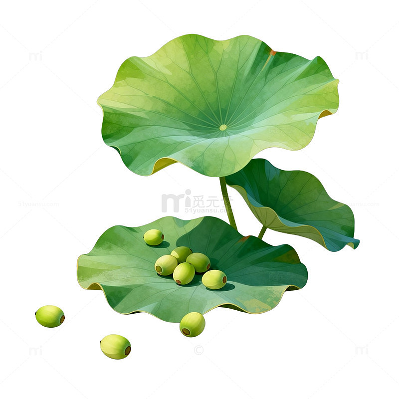 荷塘莲子手绘插画
