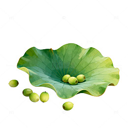 荷叶莲子插画素材