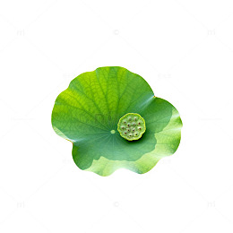 清新荷叶莲蓬插画素材