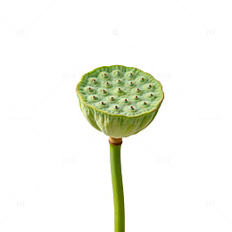 荷塘清莲绿色植物