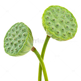 清新绿色莲蓬特写